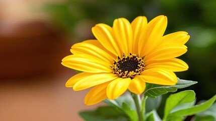 Obraz premium Bright Yellow Flower Close-Up with Green Leaves on Soft Background in Natural Light