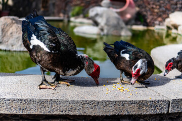 Three ducks are eating corn on a ledge