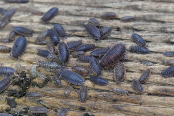 Closeup on a group of different colored Rough wooudlice, Porcellio scaber on a piece of wood