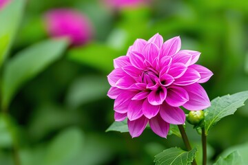 Obraz premium Beautiful pink dahlia flower in vibrant garden setting with lush green background