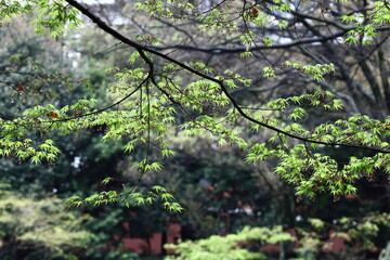 緑萌える