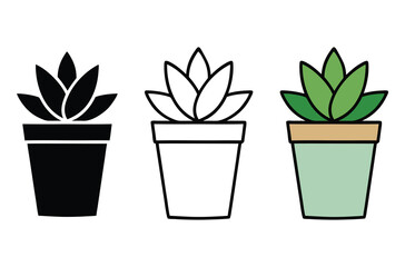 A small potted succulent plant