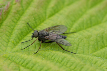 Detailed closeup on a Snipe fly, Rhangionidae in Northern Oregon marshy area