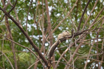Squirrel on a branch