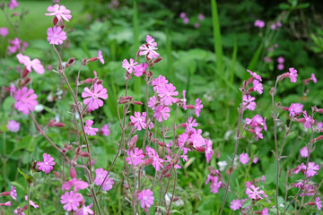 Pink Red Campion wildflower, silene dioica in flower.