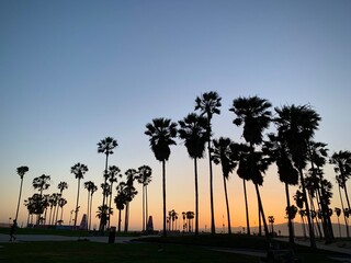 Sunset and Palm Silhouettes (Los Angeles, California)
