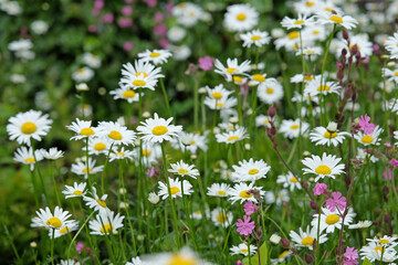 Fototapeta premium Yellow and white Chamomile daisies in flower.