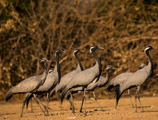 A flock of demoiselle crane shot near jodhpur in india