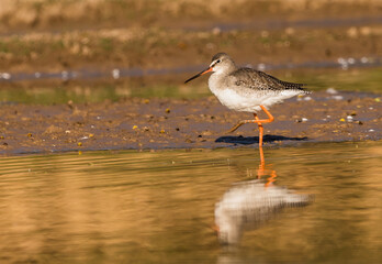 A common red shank searching for food in a pond shot beautifully with reflection 