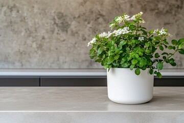 Fresh Green Plant in White Pot on Modern Countertop with Gray Wall Background