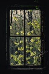 Fototapeta premium View through an old window with vines and bright green leaves.