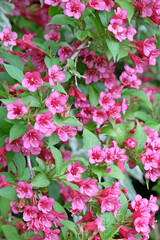 Bright pink Old Fashioned Weigela in flower.