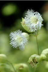 Silene stellata, white starry campion or fringed campion, in flower.