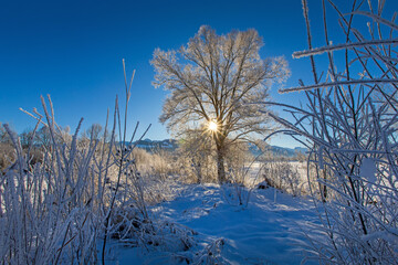 Allgäu - Baum - Schnee - Winter - malerisch - Eis - Kälte - Traumtag - Frost 