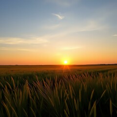 Fototapeta premium Golden Sunset Over Vast Meadow with Tall Grass