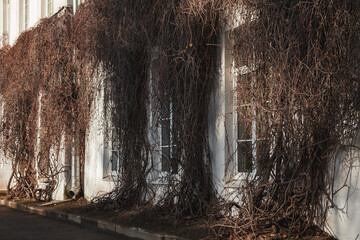 Dry ivy branches on a building wall