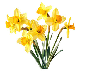 Daffodils or narcissus isolated on transparent background. Spring yellow flowers.