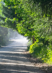 Obraz premium Forest highway, nahuel huapi park, rio negro province, argentina,