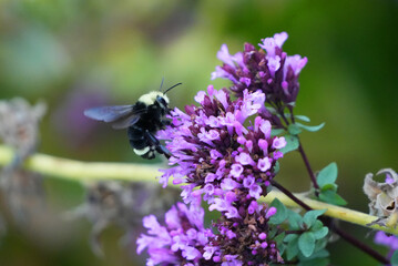 A bumblebee Sitting on the blossom of a purple flower