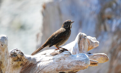 Small Brown Song Sparrow (Melospiza melodia) Perched on Weathered Driftwood in a Natural Coastal Setting