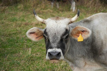 Closeup portrait of a gray cattle standing on a meadow