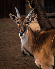 Visita al zoológico