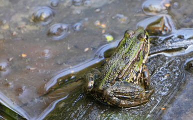 Green Frog (Pelophylax esculentus) Sitting at a Pond