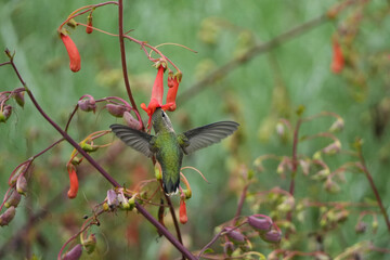 A flying green hummingbird eating nectar from a red flower blossom