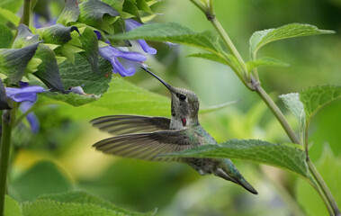 A green hummingbird hovering in front of a purple flower blossom to eat nectar