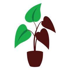 philodendron pink princess tree vector illustration