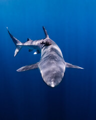 Shark close up with blue background