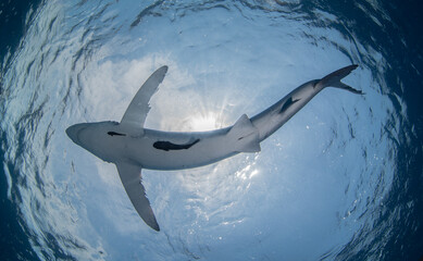 Shark close up with blue background