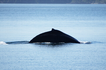 Fototapeta premium Humpback Whale Arching Its Back Above Calm Ocean Waters in a Serene Marine Environment, Coastal Wildlife Photography