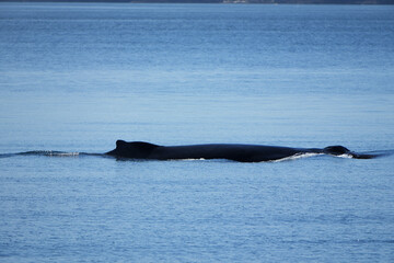 Dorsal fin of a humpback whale emerging from the blue sea
