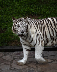 Visita al zoológico