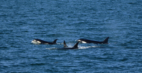 A pod of Orcas (Orcinus orca) swimming in the sea at Vancouver Island, Canada