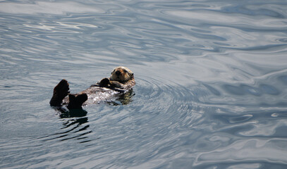 A sea otter lying on the back in the water of the ocean