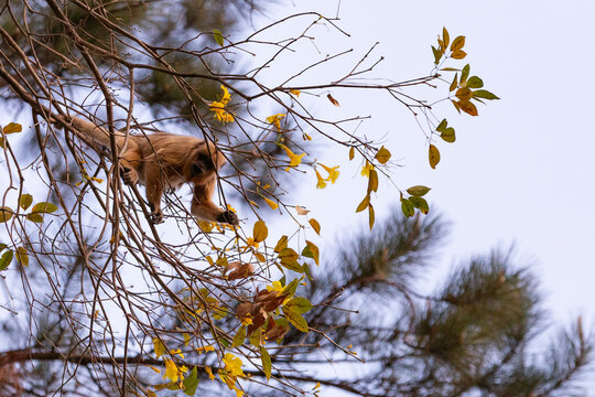 Um macaco bugio empoleirado em um galho de ipe amarelo.