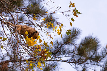 Um macaco bugio empoleirado em um galho de ipe amarelo, comendo flores.