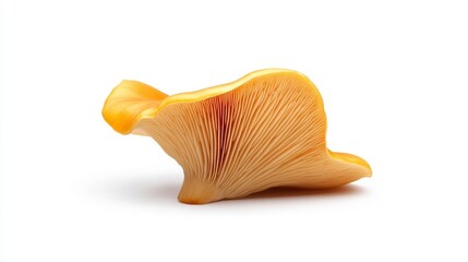 Fototapeta premium Vibrant Orange Gourmet Mushroom on White Background Captured in High Detail Perfect for Culinary or Nature Projects and Stock Photography Needs