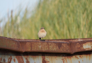 A Northern Wheatear (Oenanthe oenanthe) at the German North Sea