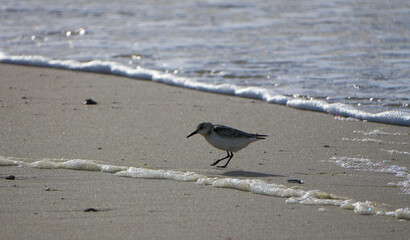 A sanderling (calidris alba) on a beach at the German North Sea