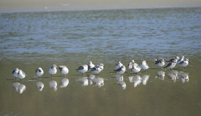 A group of sanderlings (Calidris alba) standing in the water at the German North Sea
