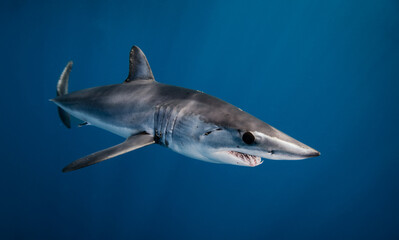 Shark close up with blue background