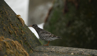 Purple Sandpiper (Calidris maritima) Standing on a Rock at the German North Sea
