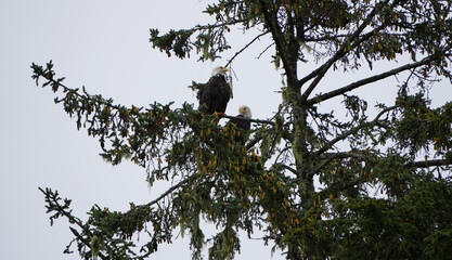 Two bald eagle sitting on a branch in a tree, Vancouver Island