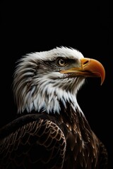 Fototapeta premium Majestic bald eagle portrait with detailed plumage against black background.