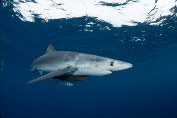 Shark close up with blue background