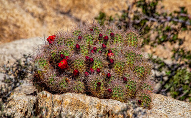 Flowering Cactus