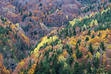 Snow-Capped Peaks and Forested Valley in Ordesa National Park